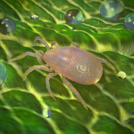 Neoseiulus cucumeris