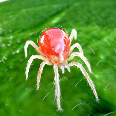 Phytoseiulus persimilis