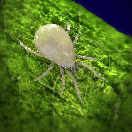Neoseiulus_californicus