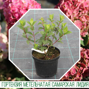 Hydrangea paniculate – Гортензия метельчатая Samarskya Lidia «Rensam»