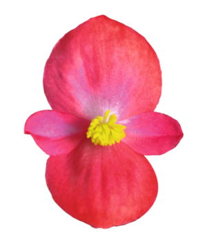 Begonia SEMPERFLORENS F1 Sprint Plus Lipstick