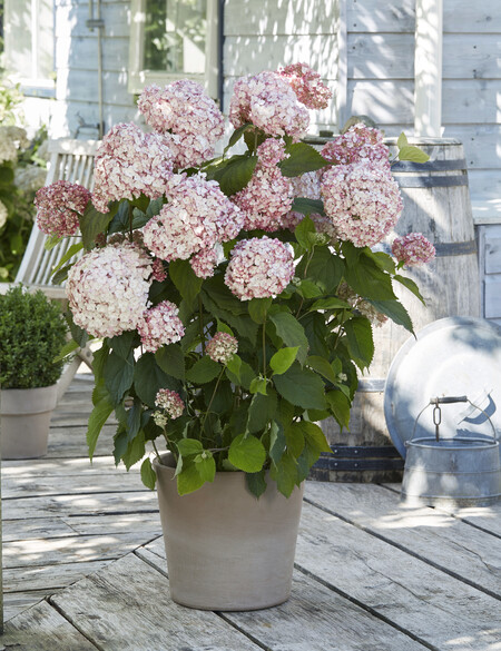 Hydrangea arborescens - Candybelle® Bubblegum (´GRHYAR1407´ PBR)