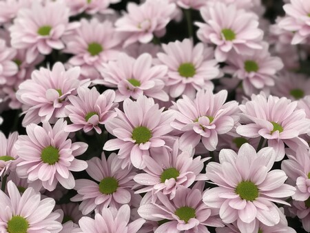Chrysanthenum - Kennedy Rosy