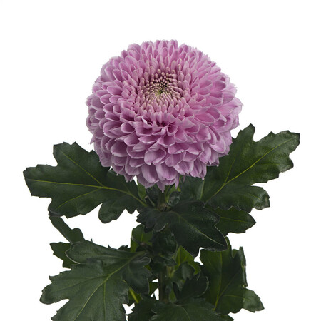 Chrysanthenum - Vanya Pink