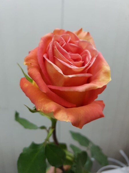 Rose Grandiose