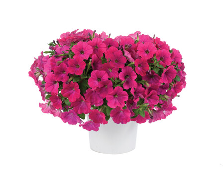 Petunia CAPELLA™ NEON PINK