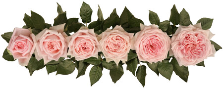 Rose Princess Hitomi
