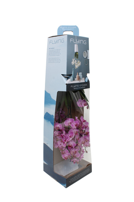 Flying Orchids – Gift concept