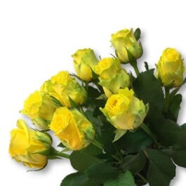ПЕННИ ЛЕЙН