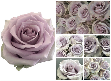 SILVERY LIGHT®