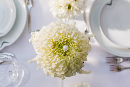 Chrysanthemum Vienna White