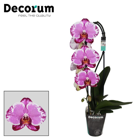 Phalaenopsis Sacrifice