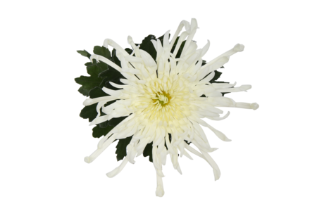 Chrysanne® Fireworks 10,5 cm Cream Close Up Cream