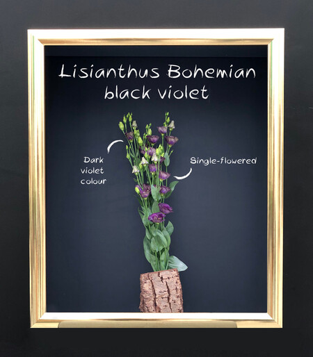 Lisianthus Bohemian black violet3