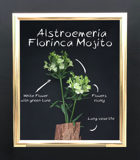 Alstroemeria Mojito