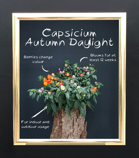 Capsicum Autumn Daylight