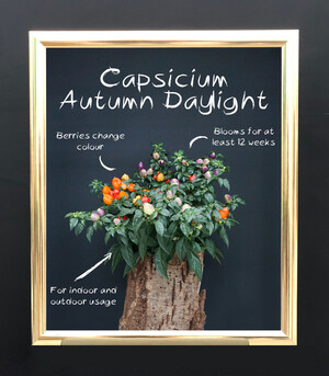 Capsicum Autumn Daylight