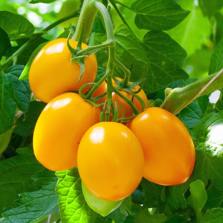 Семена овощных и зеленных культур.