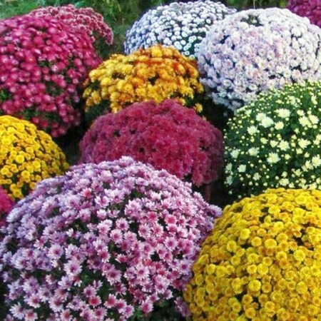 Хризантема мультифлора