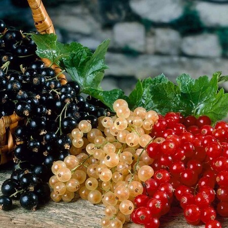 Смородина (куст)