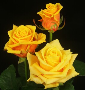 Sunnyside® Ruicp1362A