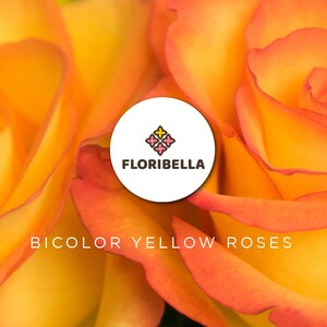 Bicolor Yellow Roses