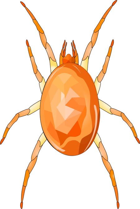 Neoseiulus californicus