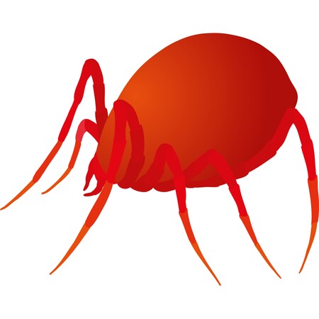 Phytoseiulus persimilis
