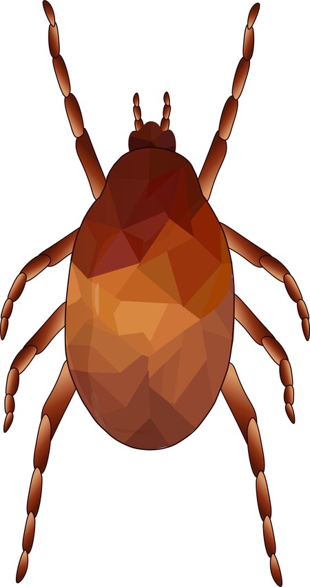 Hypoaspis miles