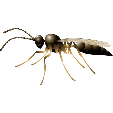 Aphidius colemani