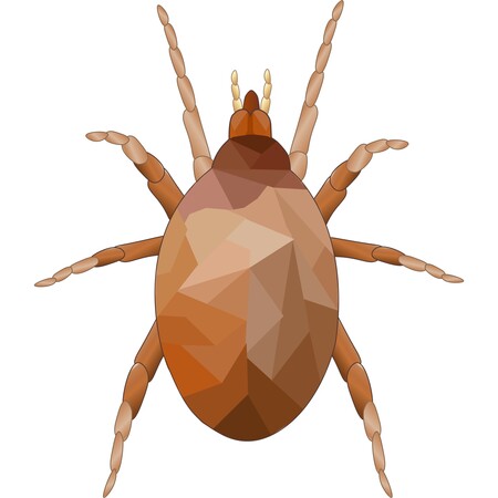 Amblyseius andersoni