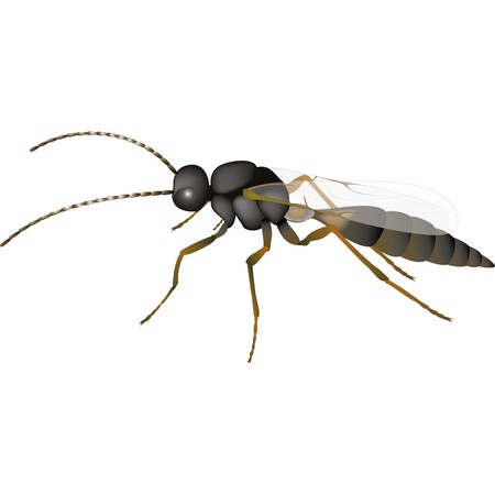 Aphidius ervi