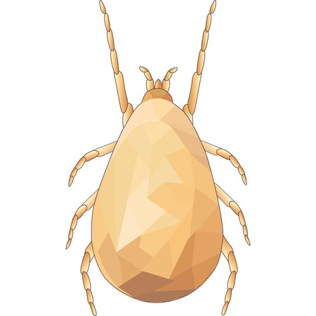Neoseiulus cucumeris