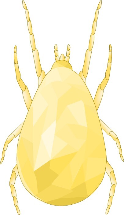Amblyseius montdorensis