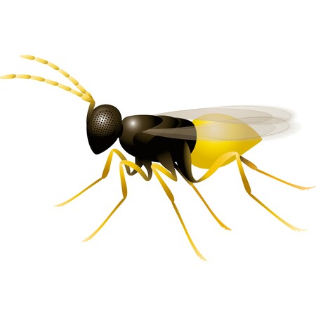 Encarsia formosa