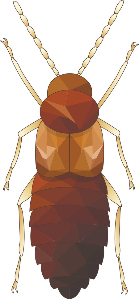 Atheta coriaria