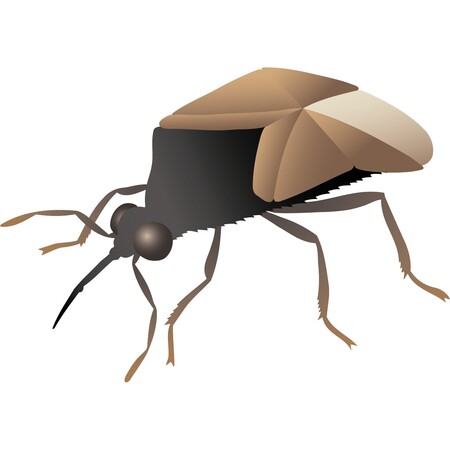 Orius laevigatus