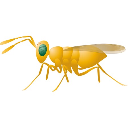 Eretmocerus eremicus