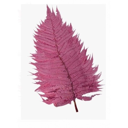 Стабилизированный Папоротник лесной, 70 см, розовая пудра, W67-29