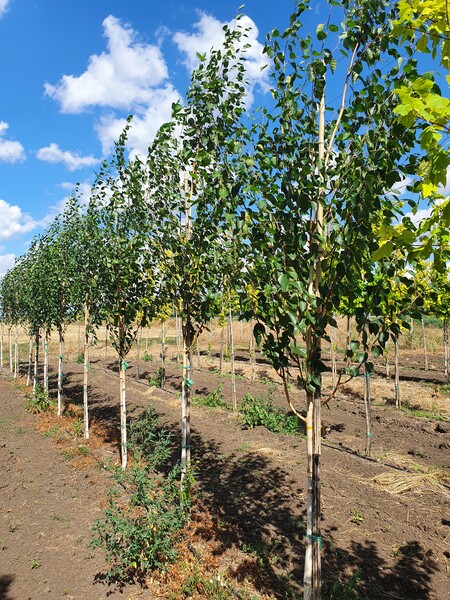 Береза полезная &quot;Жакмана&quot; (Betula utilis &quot;Jacquemontii&quot;)