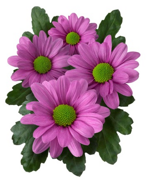 "Memphis Pink"